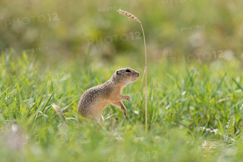 European ground squirrel