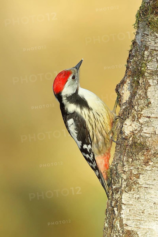 Middle spotted woodpecker