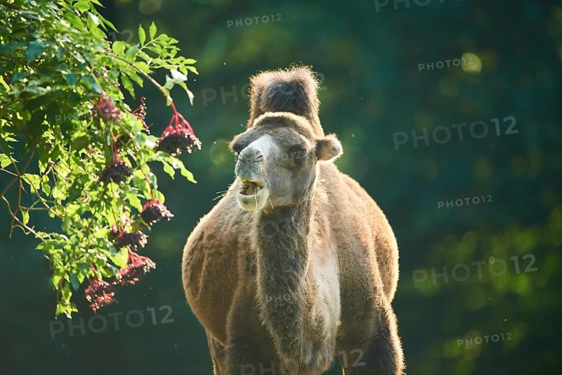 Bactrian camel
