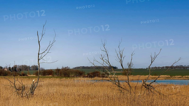 Nature reserve at the Mellnitz Ueselitzer Wiek on Ruegen