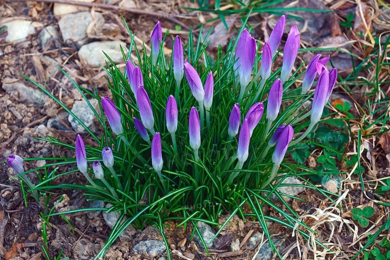 Woodland crocus