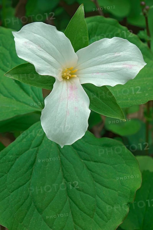White trillium