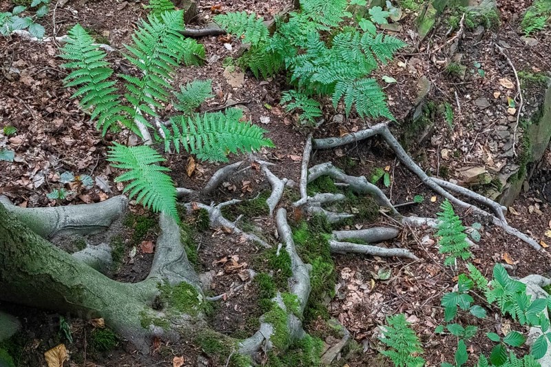 Beech roots reach into the soil