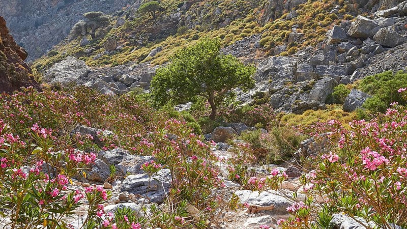 Spring in Crete