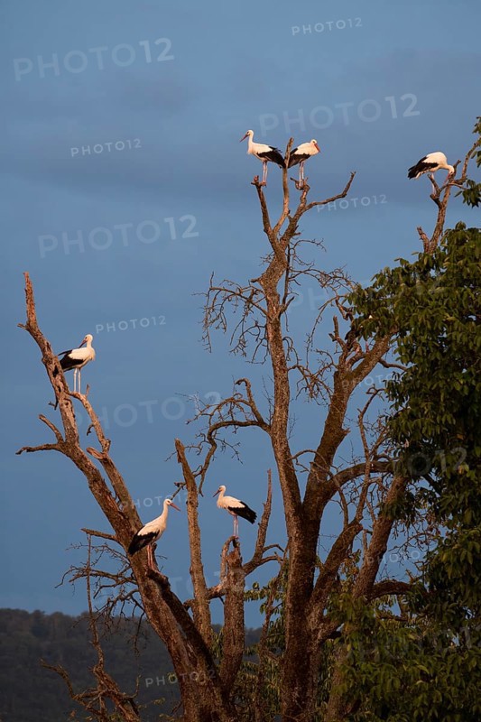 White stork