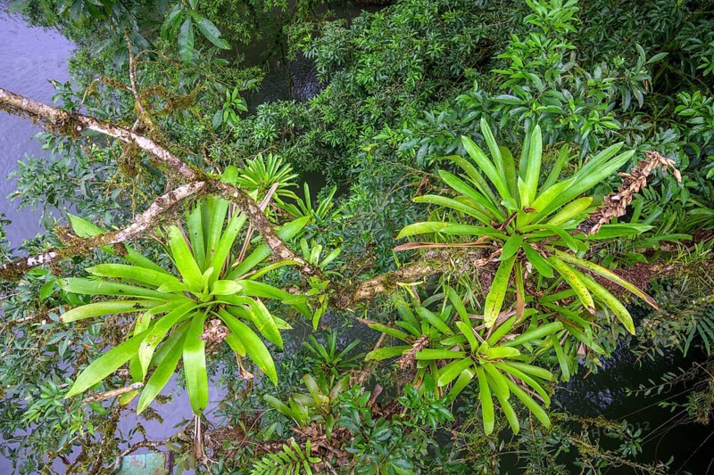 View from the suspension bridge over the Rio Puerto Viejo on vegetation