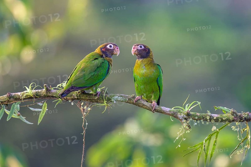 Brown-hooded parrots