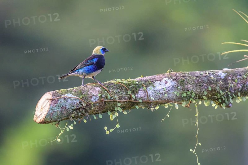 Golden-crowned Tanager