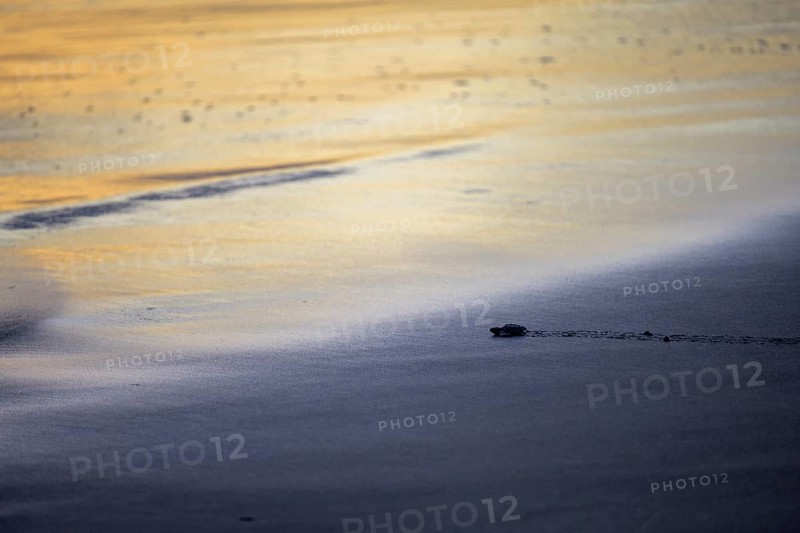 Newly hatched olive ridley sea turtle