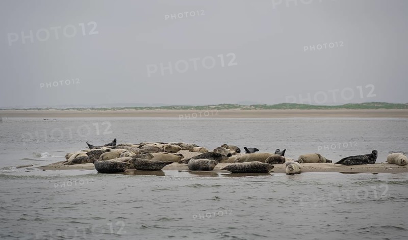 Grey seals