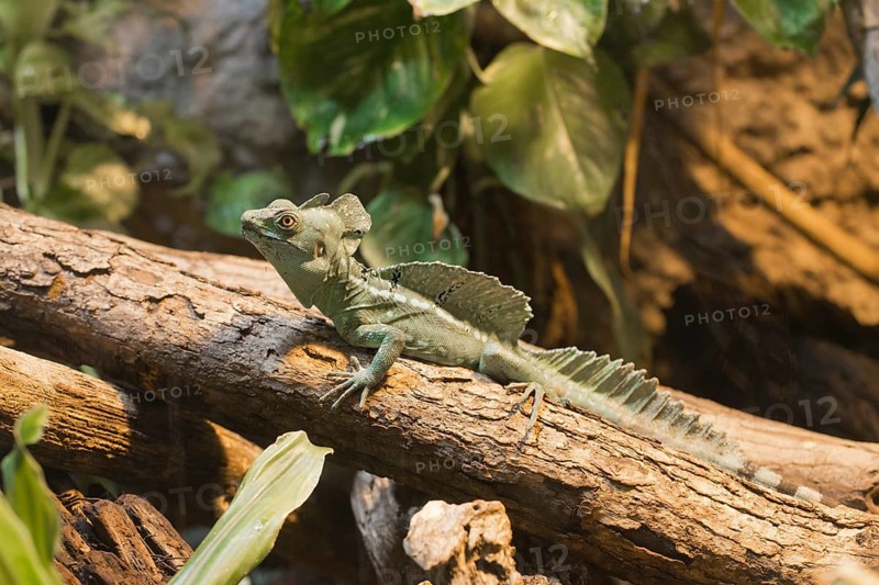 Plumed basilisk