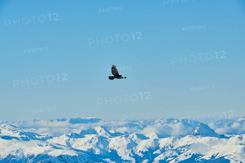 Yellow-billed chough