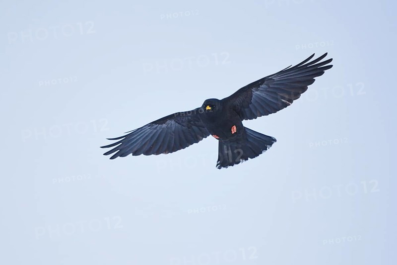 Yellow-billed chough