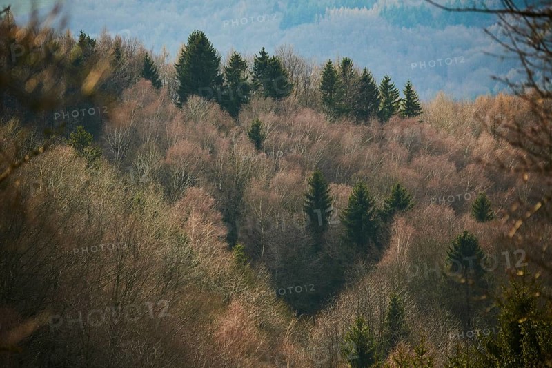 Common beech
