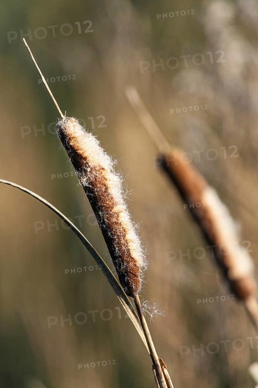 Common Cattail or Broadleaf Cattail