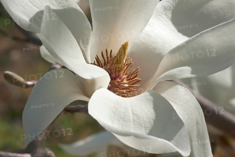 Yulan magnolia