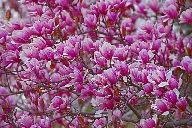 Saucer magnolia