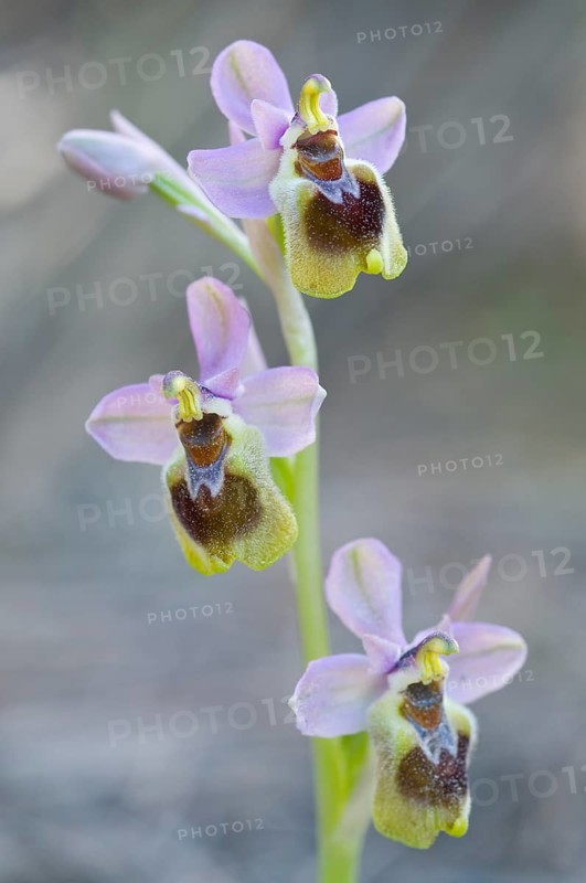 Sawfly orchid