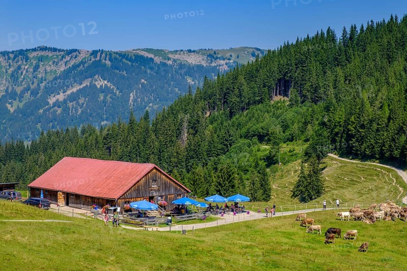 Fahnengehrenalpe