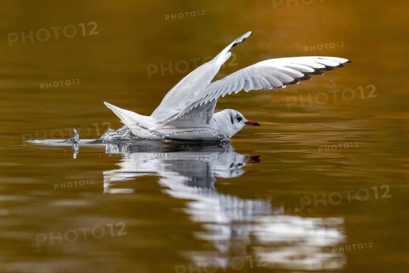 A black-headed gull making a belly landing