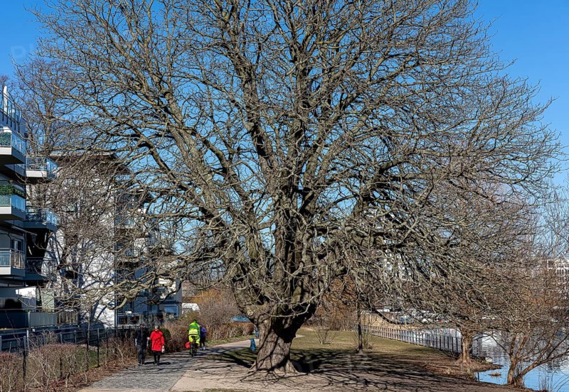 Natural Monument Tree on the banks of the Havel in Spandau