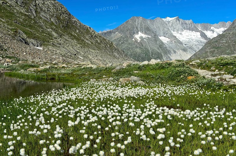 Hare's-tail cottongrass