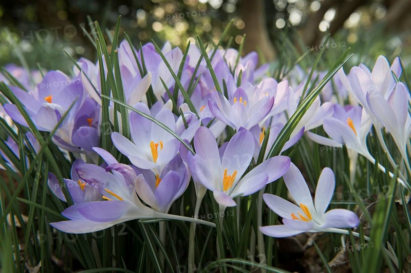 Early Crocus