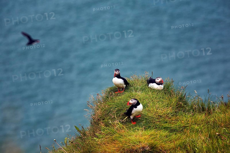 Three puffin