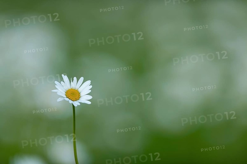 Marguerite