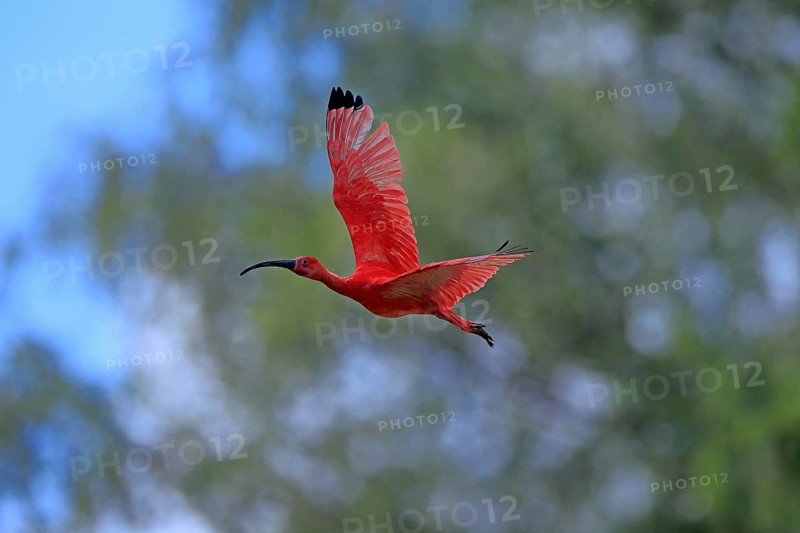 Scarlet ibis