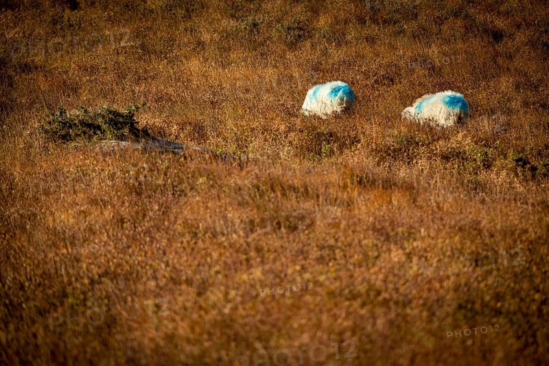 Two domestic sheep