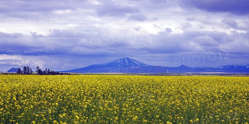 Rape fields and view of Hekla volcano