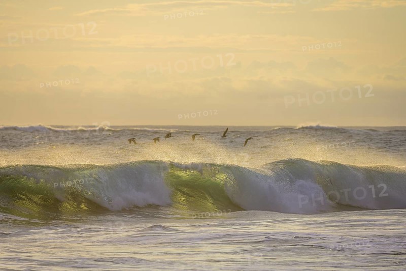 Brown pelicans