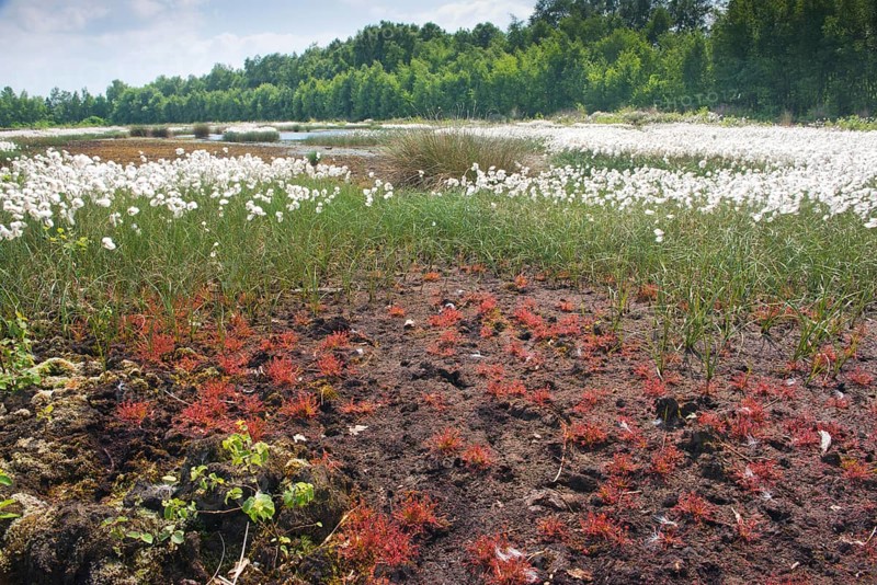 Bog landscape with common cottongrass
