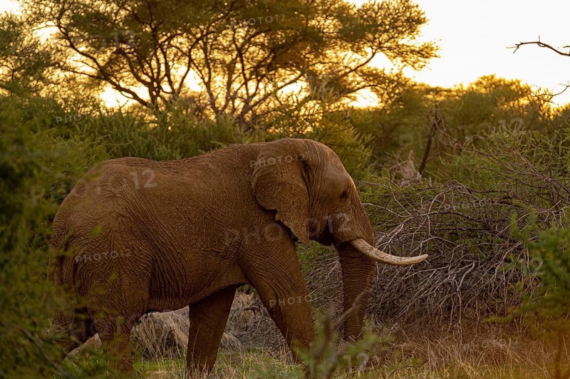 African elephant