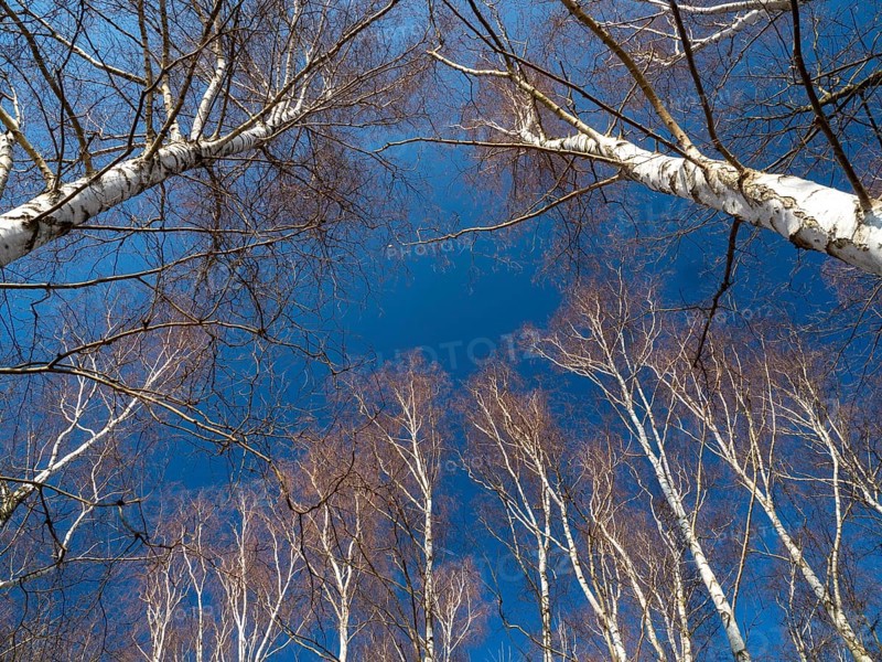 Warty birch