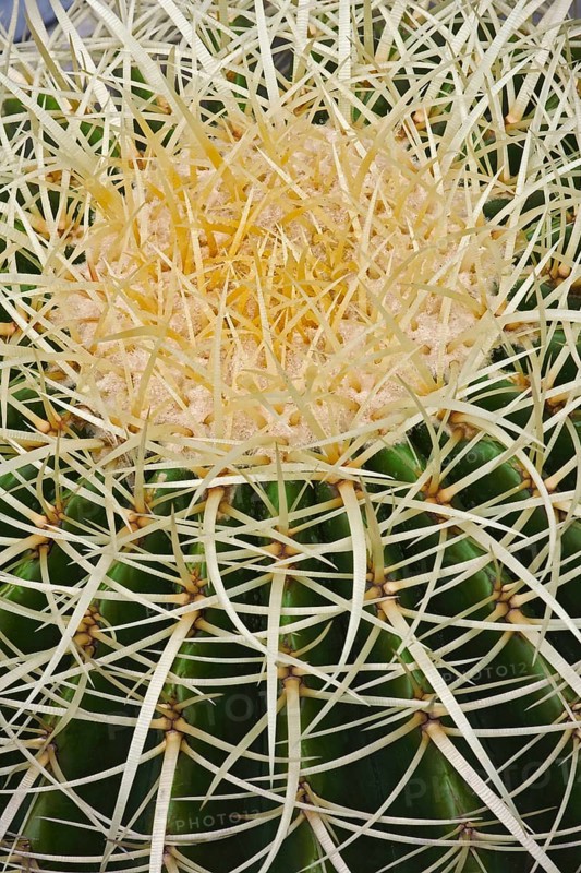 Golden barrel cactus