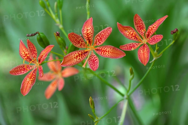 Blackberry lily