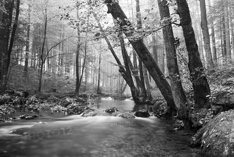 Zellerache flows through autumn forest in morning mist