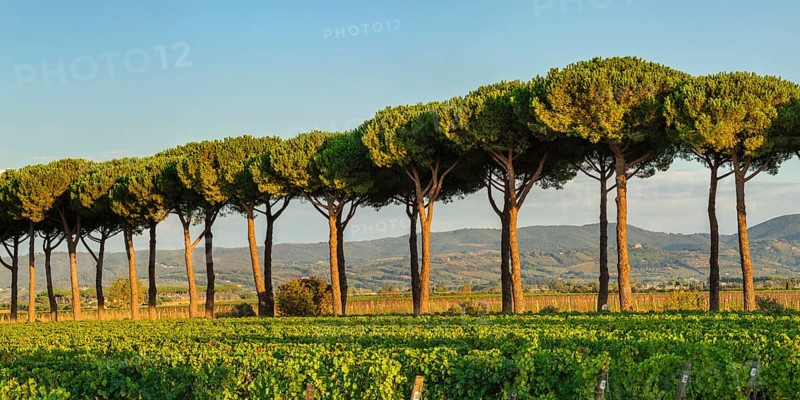Avenue of maritime pine trees near Bolgheri