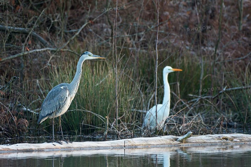 Grey heron