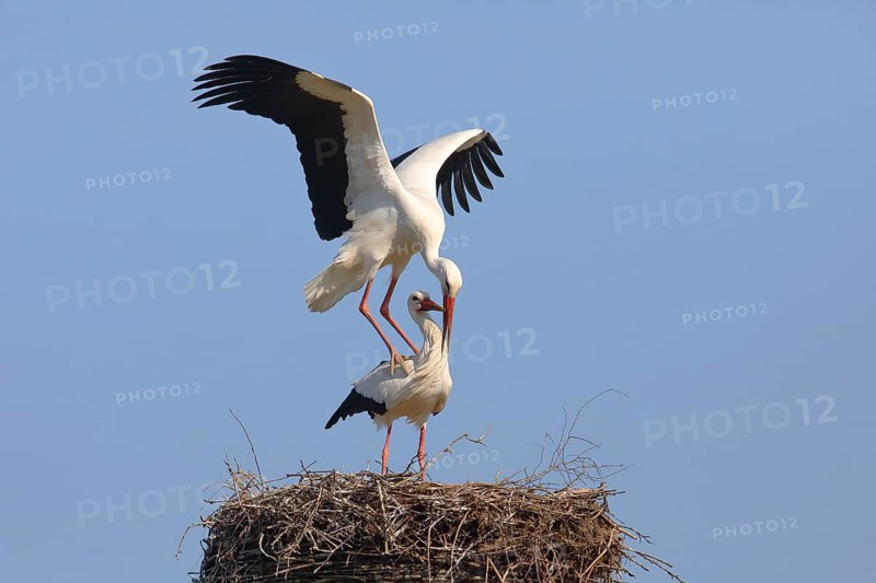 White stork