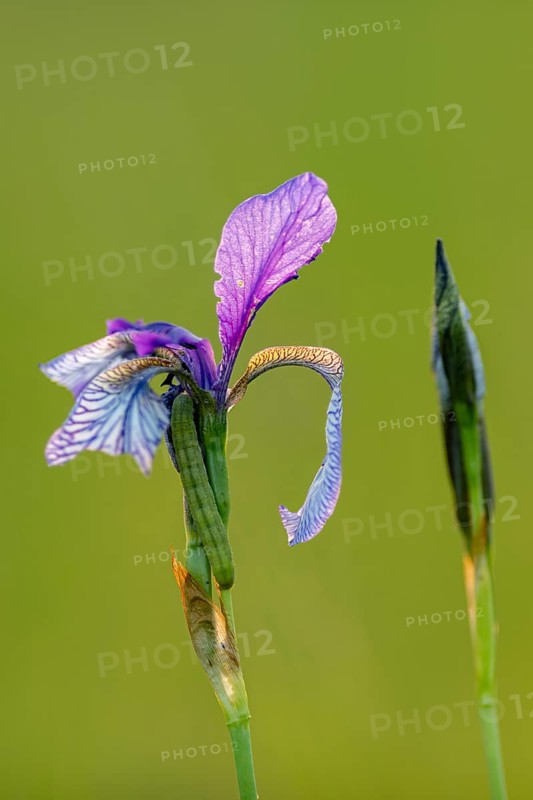 Siberian iris