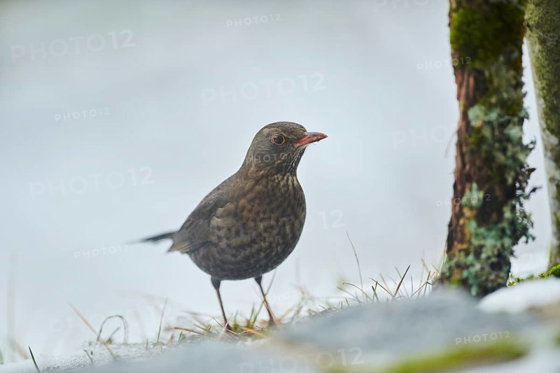 Common blackbird