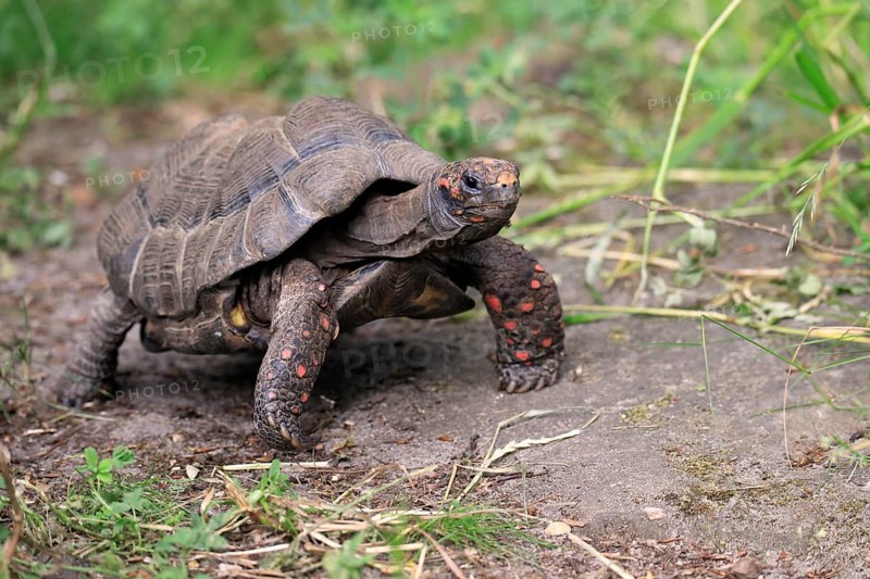 Red-footed tortoise