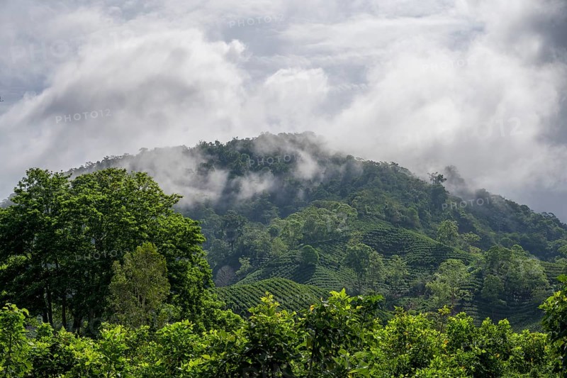 Coffee plantations and forest with clouds of mist