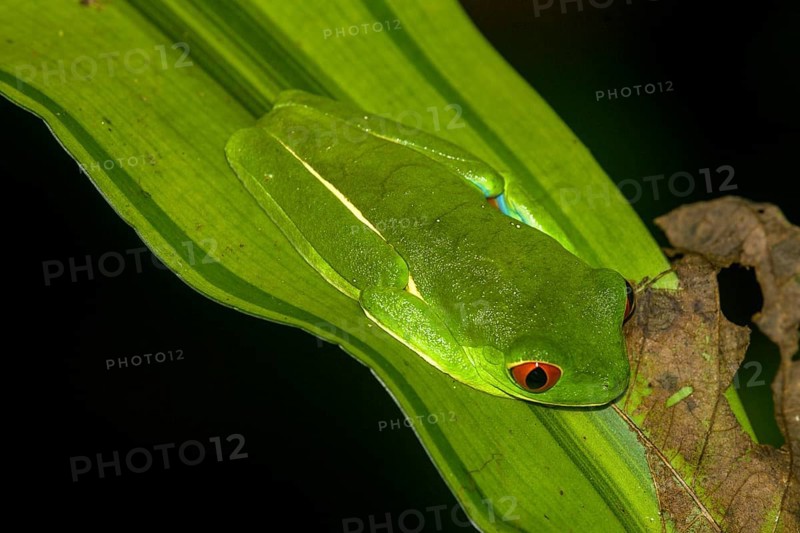 Red-eyed tree frog