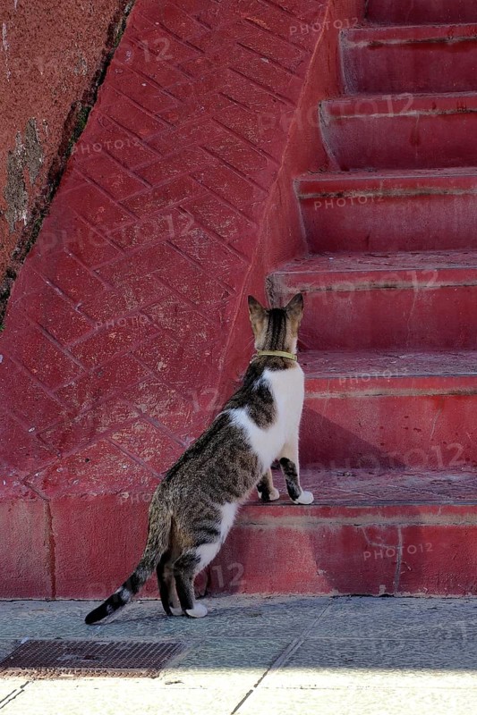 White tabby cat in front of red stone staircase