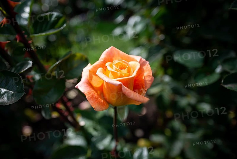 Shrub rose