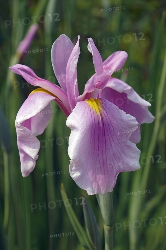 Rose Queen Iris